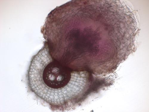 Cross-section of a sorghum root (concentric circles, bottom left) with a witchweed plant attached.  (Karolina Czarnecki / UC Davis)