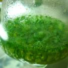 The pigments responsible for the blue-green color of cyanobacteria enable phytochromes in plants to sense light. Joydeep via Wikimedia