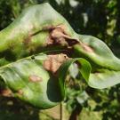 Pseudomonas syringae on Syringa vulgaris 