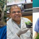 Three faculty members from the UC Davis College of Biological Sciences have been honored this year as Fellows of the American Association for the Advancement of Science (AAAS)