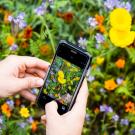 iPhone taking shots of flowers