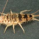A firebrat