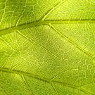Leaf