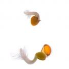 Arabidopsis seeds