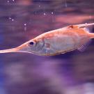 Snipefish. Dmitriy Konstantinov