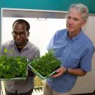 Ph.D. student Iniyan Ganesan and Professor Steven Theg stand with garden pea plants. 
