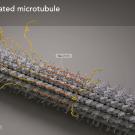 Microtubule