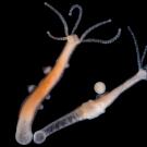 Hydra, which measure just millimeters in length, are studied by biologists for their regenerative capabilities and uncharacteristic longevity. Stefan Siebert/Juliano Lab