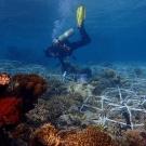 Diver checks on restoration structures