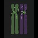Chromosomes