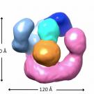 Jawdat Al-Bassam at the UC Davis Department of Molecular and Cellular Biology and colleagues have now taken a close look at the proteins that assemble tubulin, and found that they comprise a single machine, not a stepped pathway as previously thought. The work is published online in the journal eLife.