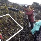 Two researchers sample a mussel bed on a rocky coastline, with a quadrat in the foreground and the ocean in the background.