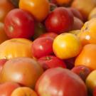 Tomatoes from the student farm