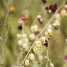 Close-up of blooming Streptanthus breweri wildflowers in a natural field setting, with pale yellow and white bell-shaped flowers hanging along arched stems, interspersed with rich maroon-purple blossoms. The background is softly blurred with green grasses and hints of orange wildflowers.