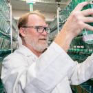 Bruce Draper, a professor of molecular and cellular biology, and colleagues have discovered that immune cells can remodel the ovaries into sperm-producing testes in zebrafish (Danio rerio). (TJ Ushing / UC Davis)