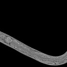 Grayscale micrograph of a translucent curved nematode on black background