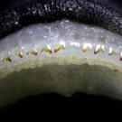 Closeup shot of cichlid teeth