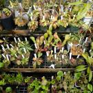 Potted carnivorous plants on greenhouse shelves, labeled with white tags.