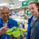 Savithramma Dinesh-Kumar and Nathan Meier in the lab looking at a tobacco plant