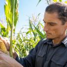 Maize (corn) is one of the world's most important staple crops and has great cultural significance for Indigenous peoples in the Americas. New work by Jeffrey Ross-Ibarra at UC Davis and international colleagues shows how maize was domesticated from two wild varieties. (Sasha Bakhter, UC Davis)
