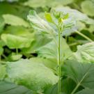 Lush green leaves with new growth emerging in a bright indoor setting.