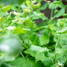 Savithramma Dinesh-Kumar, a professor and chair in the Department of Plant Biology, has identified a novel fungicide that prevents fungal infections in a variety of plants including the tobacco plant (Nicotiana benthamiana), pictured here. (Sasha Bakhter / UC Davis)