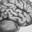 Illustration of the brain