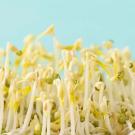 Closeup of mung beans 