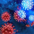 Graphic rendering of viruses in red and blue