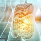 Rendering of human digestive system