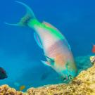 Reef fish