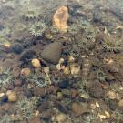 Small Brown Sea Anemones (Anthopleura hermaphroditica), which both scholars are studying. Native to the waters around Chile, Australia, and New Zealand, the species has only recently been spotted north of the equator.