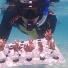 A diver holds a tray of coral fragments underwater, surrounded by clear blue water.