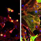 Micro imagery of cells and tissue