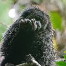 A furry monkey perched among green leaves, eating something with curiosity.