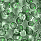 Saccharomyces cerevisiae yeast