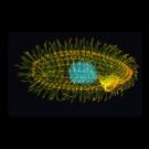 Tetrahymena 