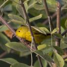 Yellow warbled