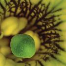 New research from the Department of Plant Biology shows that specific receptors allow petunias to perceive signals sent out by their developing flower buds, which are critical to the development of the petunia’s reproductive organs, pictured here. (Benôit Boachon / Purdue University)