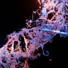 The study of our ever-shifting, tangle of a genome is called topology. Javier Arsuaga harnesses this area of mathematics in tandem with machine learning and computational modeling to investigate how diseases, like breast cancer, spread. (Sangharsh Lohakare on Unsplash)