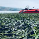 Closeup of seagrass bed with red boat in the background