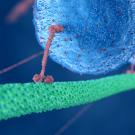 Motor protein illustration