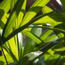 Plants in light
