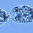 Image of two bacteria dividing