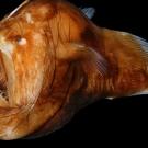 Angler fish