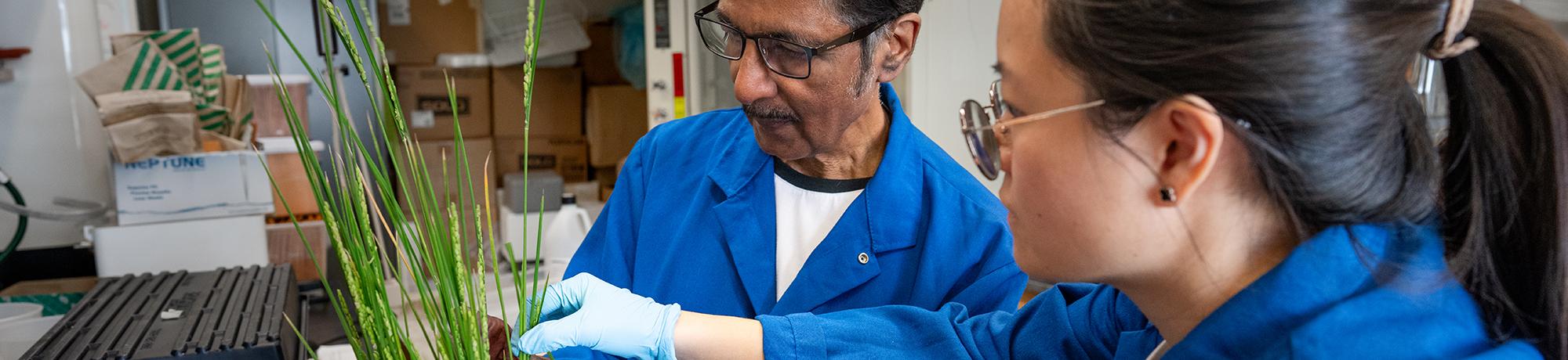 Two researchers in blue lab coats examine green plants together in a laboratory setting.